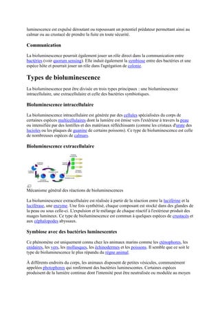 luminescence est expulsé déroutant ou repoussant un potentiel prédateur permettant ainsi au
calmar ou au crustacé de prendre la fuite en toute sécurité.

Communication

La bioluminescence pourrait également jouer un rôle direct dans la communication entre
bactéries (voir quorum sensing). Elle induit également la symbiose entre des bactéries et une
espèce hôte et pourrait jouer un rôle dans l'agrégation de colonie.

Types de bioluminescence
La bioluminescence peut être divisée en trois types principaux : une bioluminescence
intracellulaire, une extracellulaire et celle des bactéries symbiotiques.

Bioluminescence intracellulaire

La bioluminescence intracellulaire est générée par des cellules spécialisées du corps de
certaines espèces multicellulaires dont la lumière est émise vers l'extérieur à travers la peau
ou intensifiée par des lentilles et des matériaux réfléchissants (comme les cristaux d'urate des
lucioles ou les plaques de guanine de certains poissons). Ce type de bioluminescence est celle
de nombreuses espèces de calmars.

Bioluminescence extracellulaire




Mécanisme général des réactions de bioluminescences

La bioluminescence extracellulaire est réalisée à partir de la réaction entre la luciférine et la
luciférase, une enzyme. Une fois synthétisé, chaque composant est stocké dans des glandes de
la peau ou sous celle-ci. L'expulsion et le mélange de chaque réactif à l'extérieur produit des
nuages lumineux. Ce type de bioluminescence est commun à quelques espèces de crustacés et
aux céphalopodes abyssaux.

Symbiose avec des bactéries luminescentes

Ce phénomène est uniquement connu chez les animaux marins comme les cténophores, les
cnidaires, les vers, les mollusques, les échinodermes et les poissons. Il semble que ce soit le
type de bioluminescence le plus répandu du règne animal.

À différents endroits du corps, les animaux disposent de petites vésicules, communément
appelées photophores qui renferment des bactéries luminescentes. Certaines espèces
produisent de la lumière continue dont l'intensité peut être neutralisée ou modulée au moyen
 