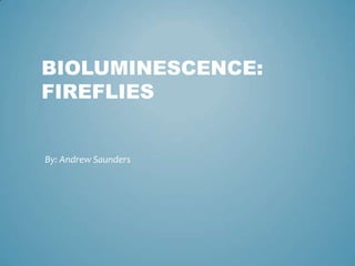 BIOLUMINESCENCE:
FIREFLIES
By: Andrew Saunders
 