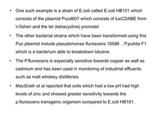 • One such example is a strain of E.coli called E.coli HB101 which 
consists of the plasmid Pucd607 which consists of luxCDABE from 
V.fisheri and the tet (tetracycline) promoter 
• The other bacterial strains which have been transformed using this 
Puc plasmid include pseudomonas fluroscens 10586 , P.putida F1 
which is a bacterium able to breakdown toluene. 
• The P.fluroscens is especially sensitive towards copper as well as 
cadmium and has been used in monitoring of industrial effluents 
such as malt whiskey distilleries. 
• MacGrath et al reported that soils which had a low pH had high 
levels of zinc and showed greater sensitivity towards the 
p.fluroscens transgenic organism compared to E.coli HB101. 
 