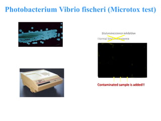 Photobacterium Vibrio fischeri (Microtox test) 
Bioluminescence inhibition 
Normal bioluminescence 
Contaminated sample is added!! 
Photobacterium Vibrio fischeri 
Bioluminescence 
measurement at exposure 
Microtox M500 analyzer time 5, 15 and 30 min 
 