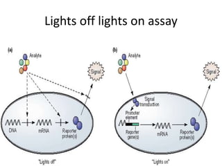 Lights off lights on assay 
 