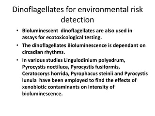 Dinoflagellates for environmental risk 
detection 
• Bioluminescent dinoflagellates are also used in 
assays for ecotoxicological testing. 
• The dinoflagellates Bioluminescence is dependant on 
circadian rhythms. 
• In various studies Lingulodinium polyedrum, 
Pyrocystis noctiluca, Pyrocystis fusiformis, 
Ceratocorys horrida, Pyrophacus steinii and Pyrocystis 
lunula have been employed to find the effects of 
xenobiotic contaminants on intensity of 
bioluminescence. 
 