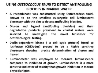 USING OSTEOCOCCUS TAURI TO DETECT ANTIFOULING 
BIOCIDES IN MARINE WATER 
• A recombinant was constructed using Ostreococcus tauri, 
known to be the smallest eukaryotic cell luminescent 
biosensor with the aim to detect antifouling biocides. 
• Diuron and Irgarol (antifouling biocides) and their 
degradation products prevalent in coastal waters were 
selected to investigate the novel biosensor for 
ecotoxicological testing. 
• Cyclin-dependent kinase ( a cell cycle protein) fused to 
luciferase (CDKA-Luc) proved to be a highly sensitive 
biosensors showing precise determination of diuron and 
Irgarol. 
• Luminometer was employed to measure luminescence 
compared to inhibition of growth. Luminescence is a more 
sensitive indicator of toxicity than growth inhibition in marine 
phytoplankton. 
 