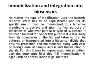 Immobilization and integration into 
biosensors 
No matter the type of modification used the bacteria 
reporter strain has to be sophisticated and for its 
specific use it must be immobilized to a bioactive 
membrane to achieve and attain its final purpose of 
detection of whatever particular type of substance it 
has been tailored for .So for this purpose it is take away 
from its boundaries of the lab and taken to the be 
adhered or incorporated into a biosensor divide that 
ensures protection and maintenance along with ease 
of storage ease of sample access and transduction of 
signals. For this it may be impregnated into strontium 
alginate. onto optic fiber tips (48) immobilization in 
agar (49)and encapsulation in gel matrices 
 