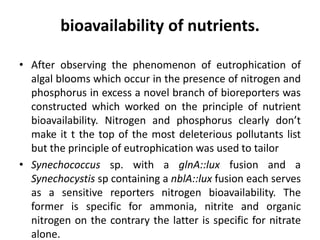 bioavailability of nutrients. 
• After observing the phenomenon of eutrophication of 
algal blooms which occur in the presence of nitrogen and 
phosphorus in excess a novel branch of bioreporters was 
constructed which worked on the principle of nutrient 
bioavailability. Nitrogen and phosphorus clearly don’t 
make it t the top of the most deleterious pollutants list 
but the principle of eutrophication was used to tailor 
• Synechococcus sp. with a glnA::lux fusion and a 
Synechocystis sp containing a nblA::lux fusion each serves 
as a sensitive reporters nitrogen bioavailability. The 
former is specific for ammonia, nitrite and organic 
nitrogen on the contrary the latter is specific for nitrate 
alone. 
 