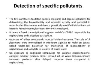Detection of specific pollutants 
• The first constructs to detect specific inorganic and organic pollutants for 
determining the bioavailability and catabolic activity and potential in 
water bodies like streams and rivers a genetically modified bioluminescent 
bacteria Psuedomonas flouresens HK44 was employed. 
• It bears a fused transcriptional fragment nahG-"uxCDABE responsible for 
naphthalene and salicyclate catabolism. 
• exposure of either compounds induced bioluminescence. The cells of P. 
flouresens were immobilized in strontium alginate to make an optical 
based whole-cell biosensor for monitoring of bioavailability of 
naphthalene and salicylate in streams of waste water. 
• On exposure to additional compounds for instance glucose,toluene, 
complex nutrient medium either showed nill or weak bioluminescence 
increases produced after delayed response times compared to 
naphthalene. 
 