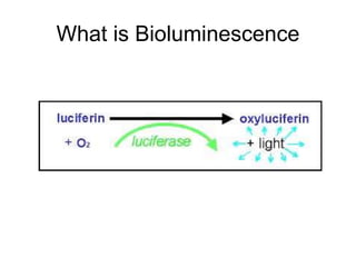 What is Bioluminescence 
 