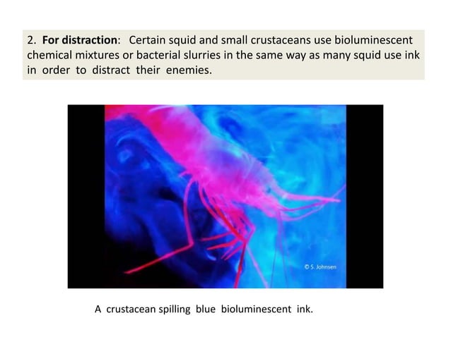 Bioluminescence | PPTX | Zoos & Aquariums | Attractions