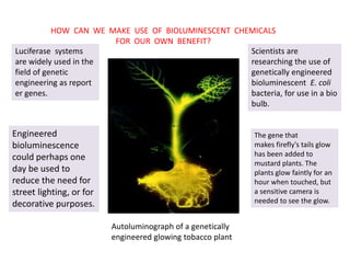 Picture of Bioluminescence | PPTX