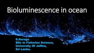 Bioluminescence in ocean
1
S.Saruga
BSc in Fisheries Science,
University Of Jaffna,
Sri Lanka.
 