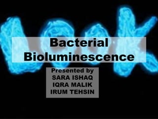 Bacterial
Bioluminescence
Presented by
SARA ISHAQ
IQRA MALIK
IRUM TEHSIN
 