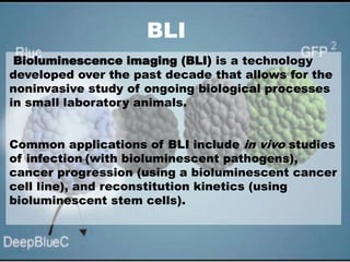 Bioluminescence by iqra malik | PPTX