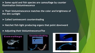 BIOLUMINESCENCE12374747474747474774.pptx