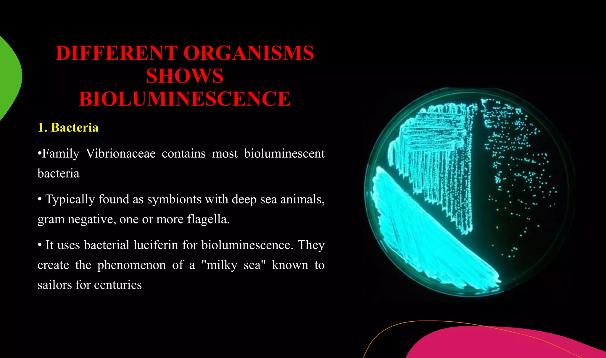 Bioluminescence,fluorescence and phosphorescence | PPTX | Chemistry ...