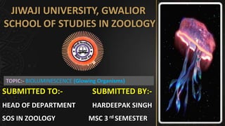 JIWAJI UNIVERSITY, GWALIOR
SCHOOL OF STUDIES IN ZOOLOGY
TOPIC:- BIOLUMINESCENCE (Glowing Organisms)
SUBMITTED TO:-
HEAD OF DEPARTMENT
SOS IN ZOOLOGY
SUBMITTED BY:-
HARDEEPAK SINGH
MSC 3 SEMESTER
rd
 