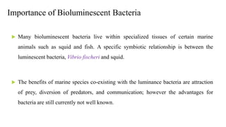 Importance of Bioluminescent Bacteria
 Many bioluminescent bacteria live within specialized tissues of certain marine
ani...