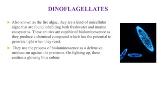 DINOFLAGELLATES
 Also known as the fire algae, they are a kind of unicellular
algae that are found inhabiting both freshw...
