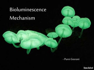 Bioluminescence
Mechanism
- Purvi Gosrani
 