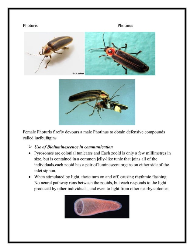 bioluminescence-ppt