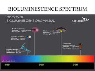 BIOLUMINESCENCE SPECTRUM
 