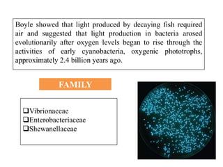 Boyle showed that light produced by decaying fish required
air and suggested that light production in bacteria arosed
evolutionarily after oxygen levels began to rise through the
activities of early cyanobacteria, oxygenic phototrophs,
approximately 2.4 billion years ago.
FAMILY
Vibrionaceae
Enterobacteriaceae
Shewanellaceae
 