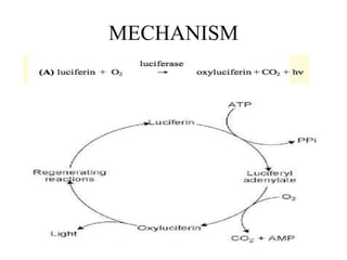 MECHANISM
 