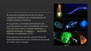 Que es la Bioluminiscencia
Se trata de la producción de luz de ciertos
organismos mediante una transformación de
energía química a luminosa.
Se da gracias a la energía generada por una
reacción química y esta se manifiesta como luz.
Para ello intervienen la enzima luciferasa, la
proteína luciferina, el oxígeno y el nucleótido
trifosfato de adenosina (ATP).
Estas generan una reacción química llamada
Quimioluminiscencia cuya emisión de luz puede
ser verde, azul o naranja
 
