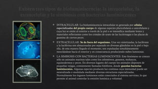  INTRACELULAR: La bioluminiscencia intracelular es generada por células
especializadas del propio cuerpo de algunas especies pluricelulares o unicelulares y
cuya luz se emite al exterior a través de la piel o se intensifica mediante lentes y
materiales reflectantes como los cristales de urato de las luciérnagas o las placas de
guanina de ciertos peces.
 EXTRACELULAR: Se da fuera del organismo. Una vez sintetizadas, la luciferasa
y la luciferina son almacenadas por separado en diversas glándulas en la piel o bajo
ella, de esta manera llegado el momento, son expulsadas simultáneamente
mezclándose hacia el exterior y en consecuencia produciendo nubes luminosas.
 LA SIMBIOSIS CON BACTERIAS LUMINISCENTES: Este fenómeno se conoce
sólo en animales marinos tales como los celentéreos, gusanos, moluscos,
equinodermos y peces. En diversos lugares del cuerpo los animales disponen de
pequeñas vejigas, comúnmente llamadas fotóforos, donde guardan bacterias
luminiscentes. Algunas especies producen luz continua cuya intensidad puede ser
neutralizada o modulada mediante diversas estructuras especializadas.
Normalmente los órganos luminosos están conectados al sistema nervioso, lo que
permite al animal controlar la emisión lumínica a voluntad.
Existen tres tipos de bioluminiscencia: la intracelular, la
extracelular y la simbiosis con bacterias luminiscentes
 