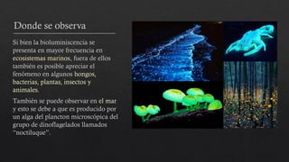 Donde se observa
Si bien la bioluminiscencia se
presenta en mayor frecuencia en
ecosistemas marinos, fuera de ellos
también es posible apreciar el
fenómeno en algunos hongos,
bacterias, plantas, insectos y
animales.
También se puede observar en el mar
y esto se debe a que es producido por
un alga del plancton microscópica del
grupo de dinoflagelados llamados
“noctiluque”.
 