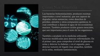 Como Nos Beneficia
Las bacterias bioluminiscentes, producen enzimas
importantes a nivel industrial, que son capaces de
degradar varias sustancias, como desechos de
petróleo, almidón y otros compuestos químicos, lo
cual contribuye a depurar el agua de los ecosistemas
marinos. También producen ácidos grasos esenciales,
que son importantes para el resto de los organismos.
También a ayudado en la medicina utilizando
bacterias modificadas para detectar enfermedades. En
el primer caso, para comprobar el nivel de glucosa en
orina y detectar la diabetes; y en el segundo, para
detectar tumores de hígado muy pequeños, también
en la orina, mediante luminiscencia.
 