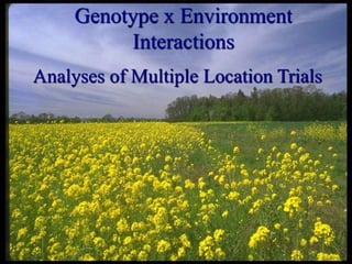 Genotype x Environment
Interactions
Analyses of Multiple Location Trials
 