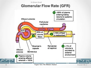 Unit 8: Kidney Functions and disorders | PDF