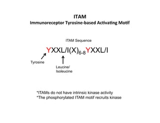 ITAM	
  
Immunoreceptor	
  Tyrosine-­‐based	
  AcAvaAng	
  MoAf	
  
	
  
YXXL/I(X)6-8YXXL/I
ITAM Sequence
Tyrosine
Leucine/
Isoleucine
*ITAMs do not have intrinsic kinase activity
*The phosphorylated ITAM motif recruits kinase
 