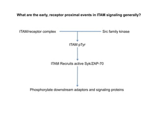 What are the early, receptor proximal events in ITAM signaling generally?
ITAM/receptor complex Src family kinase
ITAM pTyr
ITAM Recruits active Syk/ZAP-70
Phosphorylate downstream adaptors and signaling proteins
 