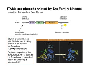 ITAMs are phosphorylated by Src Family kinases
Including: Src, Yes, Lyn, Fyn, Blk, Lck
pTyr in C-term interacts
with SH2 domain, locking
protein in an inactive
conformation
(CskàpY505 on lck)
Dephosphorylation of this
Tyr (CD45, SHP-1) leads to
conformational change that
allows for unfolding &
kinase activity
Myristoylation:
promotes membrane localization
Regulatory tyrosine
 