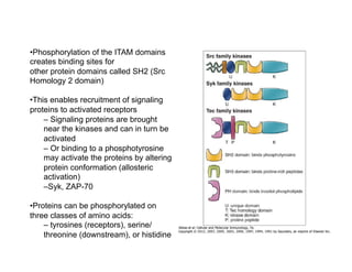 • Phosphorylation of the ITAM domains
creates binding sites for
other protein domains called SH2 (Src
Homology 2 domain)
• This enables recruitment of signaling
proteins to activated receptors
– Signaling proteins are brought
near the kinases and can in turn be
activated
– Or binding to a phosphotyrosine
may activate the proteins by altering
protein conformation (allosteric
activation)
– Syk, ZAP-70
• Proteins can be phosphorylated on
three classes of amino acids:
– tyrosines (receptors), serine/
threonine (downstream), or histidine
 