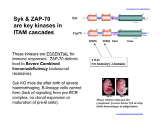 These kinases are ESSENTIAL for
immune responses. ZAP-70 defects
lead to Severe Combined
Immunodeficiency (autosomal
recessive).
Syk KO mice die after birth of severe
haemorrhaging. B-lineage cells cannot
form (lack of signaling from pre-BCR
complex, no clonal expansion or
maturation of pre-B cells).
Syk & ZAP-70
are key kinases in
ITAM cascades
TWO
Src homology 2 domains
www.nimr.mrc.ac.uk/.../thirty2/kinases/
Mouse embryos that lack the
cytoplasmic tyrosine kinase Syk develop
lethal hemorrhages at midgestation
www.mpi-muenster.mpg.de/nvz/kiefer.shtml
 