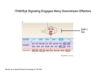 Mocsai, et al. Nature Reviews Immunology 10, 387-402
SHP-1
Cbl
ITAM/Syk Signaling Engages Many Downstream Effectors
 