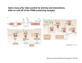 Mocsai, et al. Nature Reviews Immunology 10, 387-402
Syk’s many pTyr sites control its activity and interactions,
both on and off of the ITAM-containing receptor
 