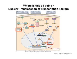Where is this all going?
Nuclear Translocation of Transcription Factors
Figure 9-14 Abbas © 2005 Elsevier
 