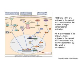Figure 9-14 Abbas © 2005 Elsevier
NFkB and NFAT are
activated in the cytosol
and translocate into the
nucleus to begin
transcriptional
activation.
AP-1 is composed of fos
and jun. Jun is
activated in the cytosol
and translocates. Fos
must be transcribed by
Elk, which is
translocated.
 