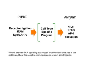 Receptor ligation
ITAM
Syk/ZAP70
Cell Type
Specific
Program
NFAT
NFkB
AP-1
activation
We will examine TCR signaling as a model to understand what lies in the
middle and how this sensitive immunoreceptor system gets triggered.
input	

 output	

 