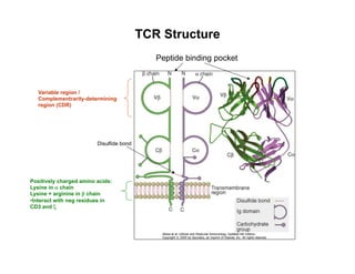 Peptide binding pocket
Variable region /
Complementrarity-determining
region (CDR)
Disulfide bond
Positively charged amino acids:
Lysine in α chain
Lysine + arginine in β chain
• Interact with neg residues in
CD3 and ζ
TCR Structure
 
