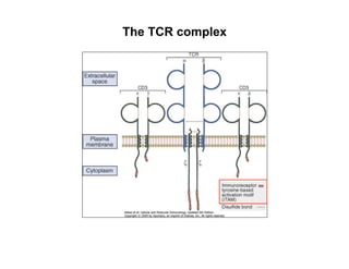 The TCR complex
 