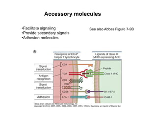 • Facilitate signaling
• Provide secondary signals
• Adhesion molecules
Accessory molecules
See also Abbas Figure 7-9B
 