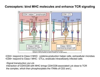 Coreceptors: bind MHC molecules and enhance TCR signaling
• CD4+ respond to Class II MHC: cytokine-production helper cells, extracellular microbes
• CD8+ respond to Class I MHC: CTLs, eradicate intracellularly infected cells
• Signal transduction via Lck:
Interaction of CD4/CD8 with MHC brings CD4/CD8-associated Lck close to TCR
the complex, which then phosphorylates the ITAMs of CD3 and ζ
 