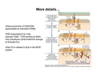 • Close proximity of CD4/CD8-
associatedLck activated ITAMs
• CD3 associated Fyn may
activate ITAM : TCR binding to MHC
may transduce conformational change
to activate Fyn
• Zap-70 is related to Syk in the BCR
system
More details…
 