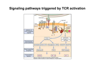 Signaling pathways triggered by TCR activation
 