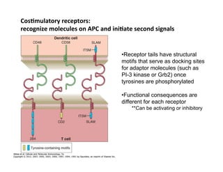 CosAmulatory	
  receptors:	
  	
  	
  
recognize	
  molecules	
  on	
  APC	
  and	
  iniAate	
  second	
  signals	
  
• Receptor tails have structural
motifs that serve as docking sites
for adaptor molecules (such as
PI-3 kinase or Grb2) once
tyrosines are phosphorylated
• Functional consequences are
different for each receptor
**Can be activating or inhibitory
 