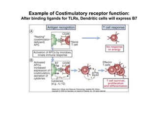 Example of Costimulatory receptor function:
After binding ligands for TLRs, Dendritic cells will express B7
 